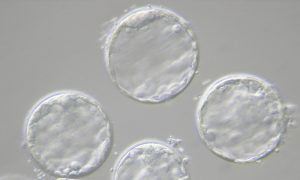 embriones calidad